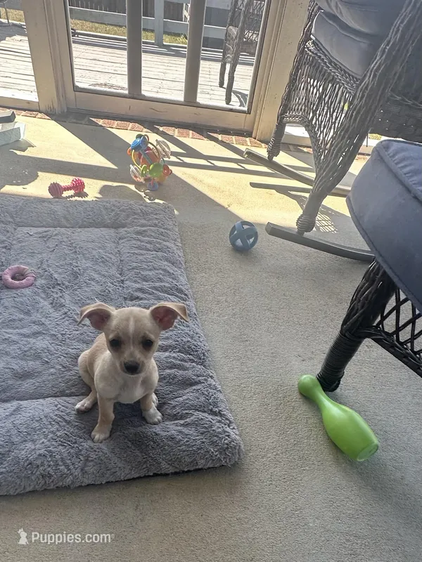 London 336.355.8569 listing closing on 4.22 – Chihuahua puppy for sale in Raeford, NC