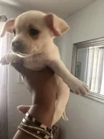 Opal, a female Chihuahua for sale in Raeford, NC – Photo 4 of 5