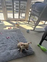 London 336.355.8569 listing closing on 4.22, a female Chihuahua for sale in Raeford, NC – Photo 7 of 8