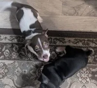 Brown and white boy, a male Jack Russell Terrier and Chihuahua for sale in Raeford, NC – Photo 2 of 2
