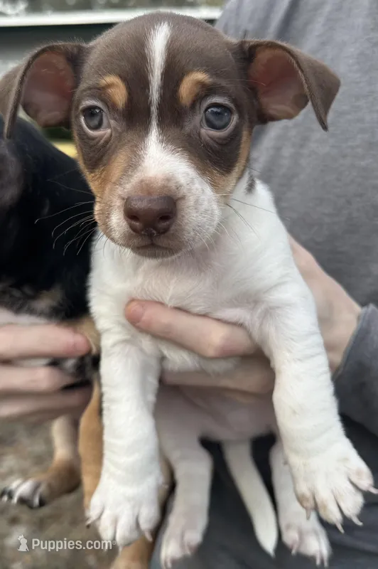 Brown and white boy – Jack Russell Terrier, Chihuahua puppy for sale in Raeford, NC