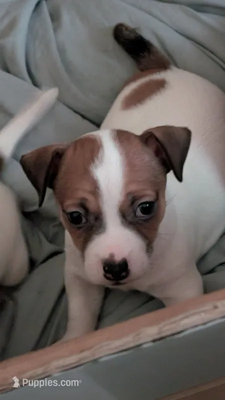 Male tri – Jack Russell Terrier, Chihuahua puppy for sale in Raeford, NC