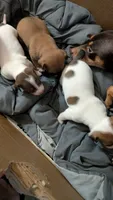 Male tri, a female Jack Russell Terrier and Chihuahua for sale in Raeford, NC – 3 of 5