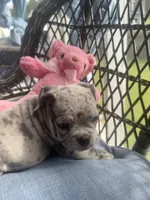 Lyla , a female American Bully for sale in Raeford, NC – 7 of 8