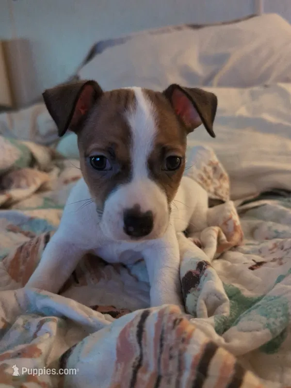 Male puppy 1 – Jack Russell Terrier, Chihuahua puppy for sale in Raeford, NC