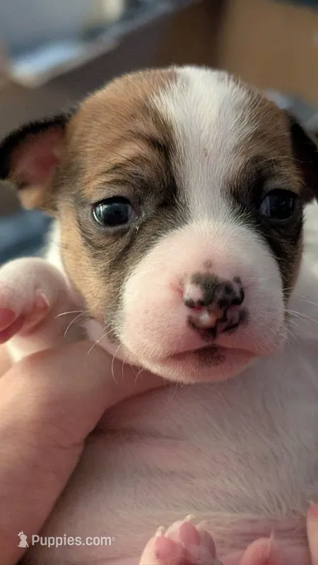 Male puppy 1 – Jack Russell Terrier, Chihuahua puppy for sale in Raeford, NC