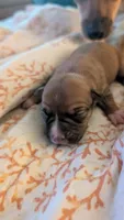 Brown Female puppy 2, a female Jack Russell Terrier and Chihuahua for sale in Raeford, NC – 3 of 4