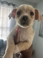 London, a female Chihuahua for sale in Raeford, NC – Photo 2 of 5