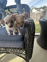 London, a female Chihuahua for sale in Raeford, NC – Photo 1 of 5