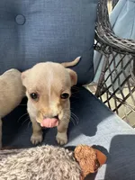 London, a female Chihuahua for sale in Raeford, NC – Photo 5 of 5