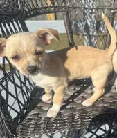 London 336.355.8569 listing closing on 4.22 will not renew, a female Chihuahua for sale in Raeford, NC – Photo 7 of 7