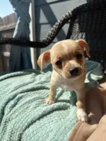 London, a female Chihuahua for sale in Raeford, NC – Photo 4 of 5