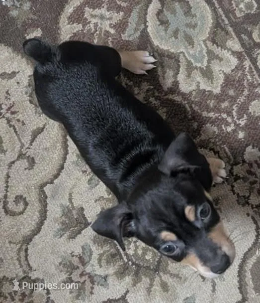 Black and brown boy 2, a male Jack Russell Terrier and Chihuahua for sale in Raeford, NC – Photo 1 of 2