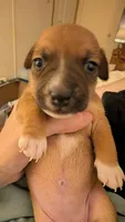 Brown girl, a female Jack Russell Terrier and Chihuahua for sale in Raeford, NC – 5 of 6