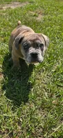 TOBY , a male American Bully for sale in Raeford, NC – 3 of 6