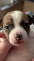 Male tri, a female Jack Russell Terrier and Chihuahua for sale in Raeford, NC – 4 of 5