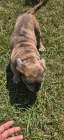 TOBY , a male American Bully for sale in Raeford, NC – 4 of 6
