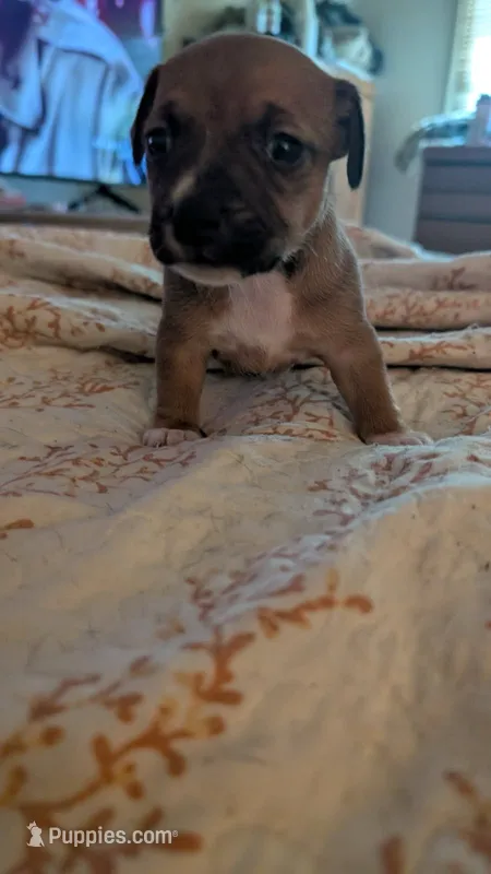 Brown girl – Jack Russell Terrier, Chihuahua puppy for sale in Raeford, NC