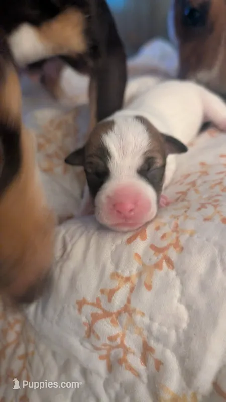 Male puppy 1 – Jack Russell Terrier, Chihuahua puppy for sale in Raeford, NC