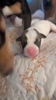 Male puppy 1, a male Jack Russell Terrier and Chihuahua for sale in Raeford, NC – 1 of 3