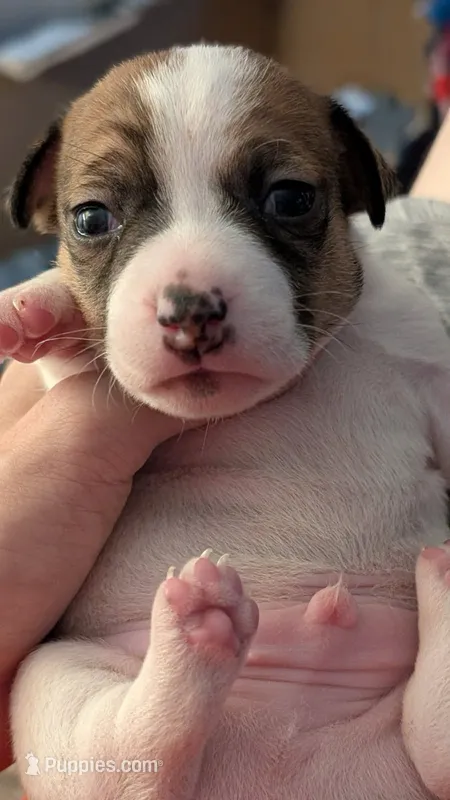 Male tri – Jack Russell Terrier, Chihuahua puppy for sale in Raeford, NC