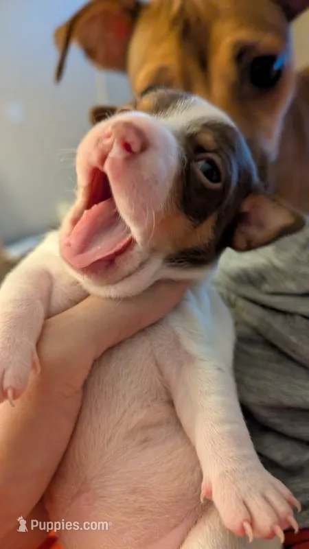Tri female puppy 1 – Jack Russell Terrier, Chihuahua puppy for sale in Raeford, NC