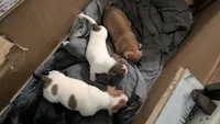 Male tri, a female Jack Russell Terrier and Chihuahua for sale in Raeford, NC – 5 of 5