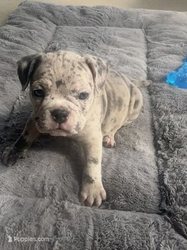Lyla  – American Bully puppy for sale in Raeford, NC