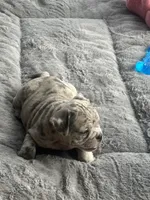 Lyla , a female American Bully for sale in Raeford, NC – 8 of 8