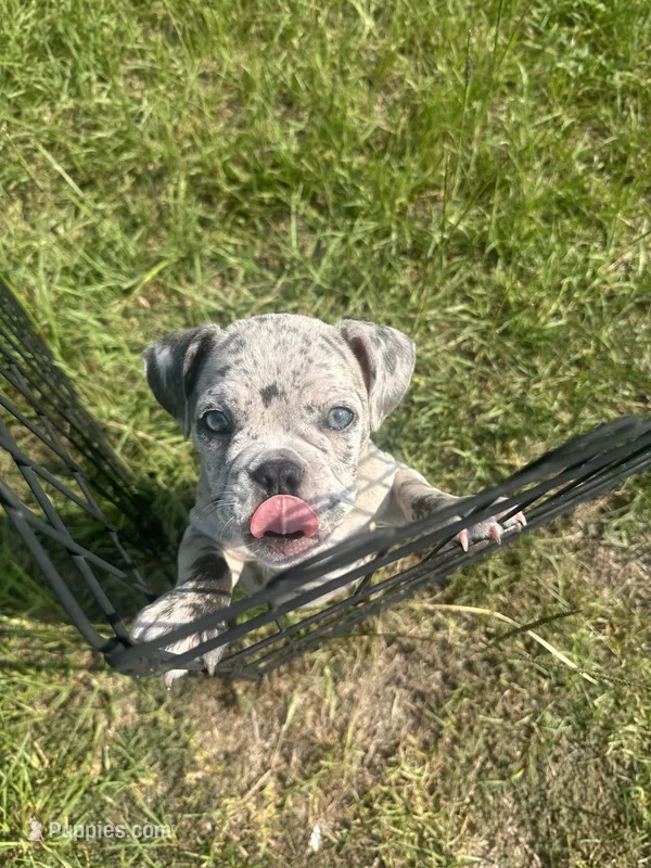 Lyla  – American Bully puppy for sale in Raeford, NC