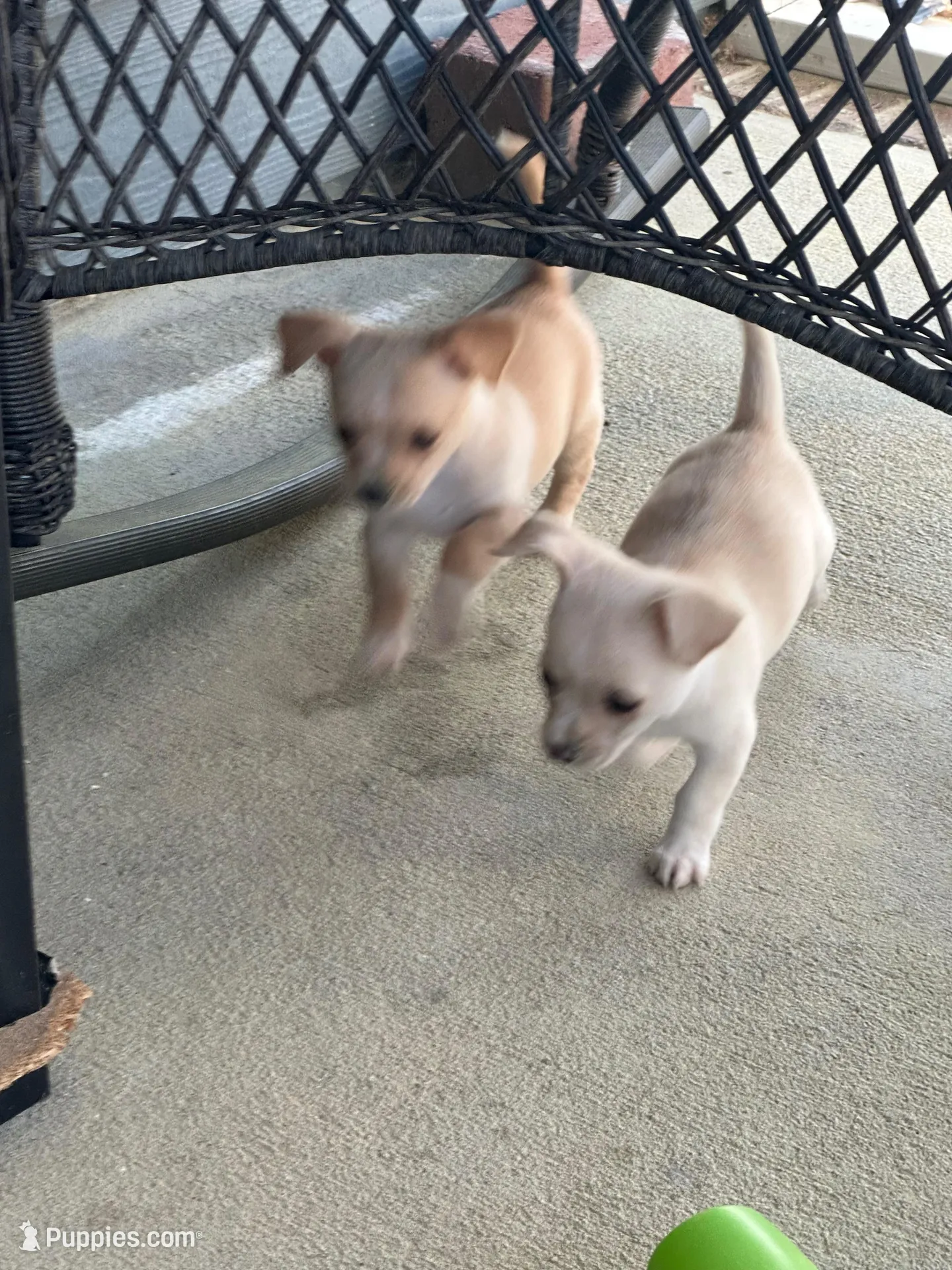 Opal, a female Chihuahua for sale in Raeford, NC – Photo 5 of 5