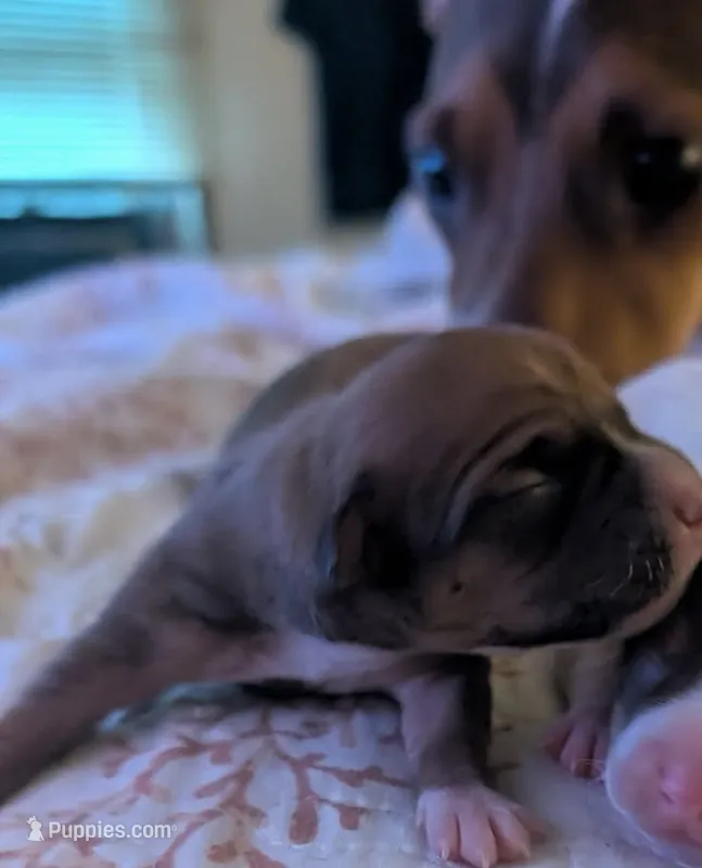 Brown Female puppy 2 – Jack Russell Terrier, Chihuahua puppy for sale in Raeford, NC