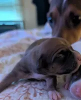 Brown Female puppy 2, a female Jack Russell Terrier and Chihuahua for sale in Raeford, NC – 1 of 4