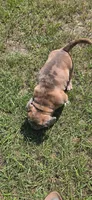 TOBY , a male American Bully for sale in Raeford, NC – 6 of 6