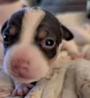 Tri female puppy 1, a female Jack Russell Terrier and Chihuahua for sale in Raeford, NC – 3 of 3