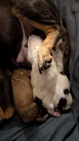 Tri female puppy 1, a female Jack Russell Terrier and Chihuahua for sale in Raeford, NC – 2 of 3