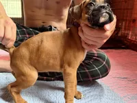 Purple collar, a female Boxer for sale in Latham, OH – 4 of 4