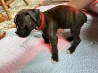 Red collar , a female Boxer for sale in Latham, OH – 3 of 3