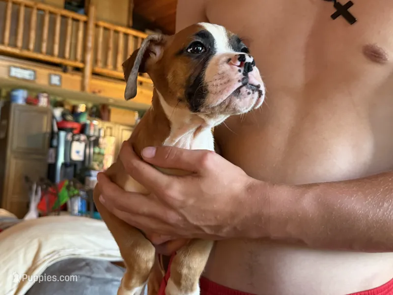 Fawn Boy – Boxer puppy for sale in Latham, OH