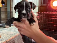 Red collar , a female Boxer for sale in Latham, OH – 1 of 3