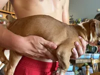 Fawn Boy, a male Boxer for sale in Latham, OH – 3 of 3