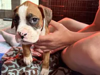 Black collar , a male Boxer for sale in Latham, OH – 2 of 5