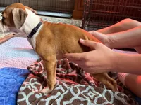 Black collar , a male Boxer for sale in Latham, OH – 4 of 5