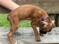 Purple collar, a female Boxer for sale in Latham, OH – 3 of 4