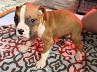 Yellow collar , a female Boxer for sale in Latham, OH – 2 of 4