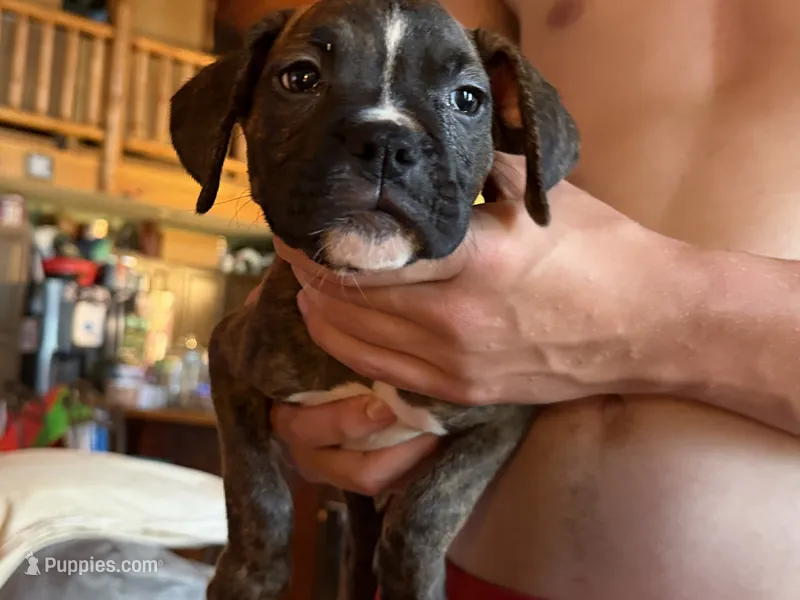 Blue collar Boy – Boxer puppy for sale in Latham, OH