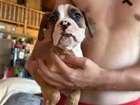 Fawn Boy, a male Boxer for sale in Latham, OH – 2 of 3