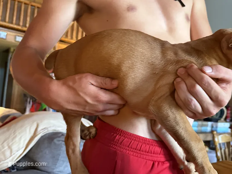 No collar Boy – Boxer puppy for sale in Latham, OH