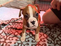 Yellow collar , a female Boxer for sale in Latham, OH – 1 of 4