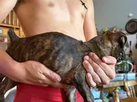 Brindle Girl, a female Boxer for sale in Latham, OH – 2 of 2